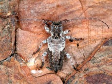 Pogonocherus sieversi_имаго_дорсально